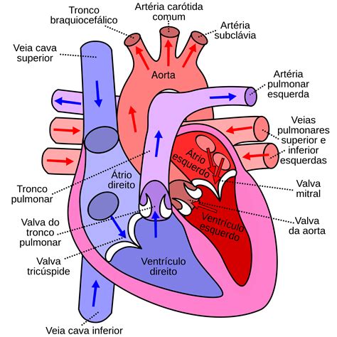 anatomia do coração